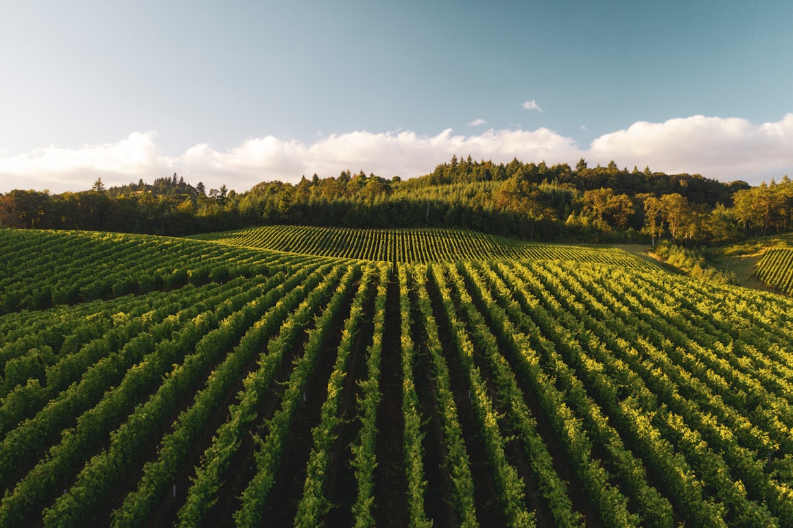 Vigneti al tramonto con filari ordinati